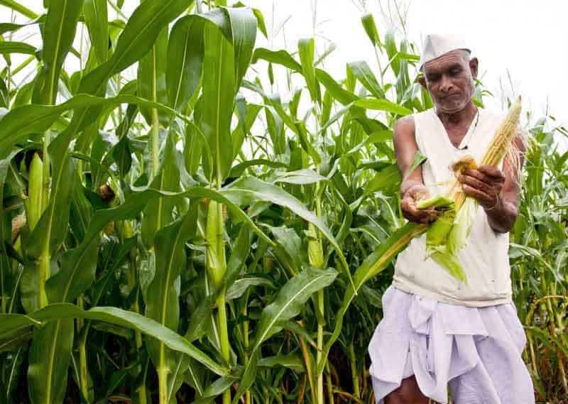 ఇతర పంటలే లాభదాయకం