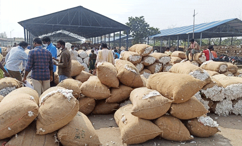 పత్తి ధర పరుగులు