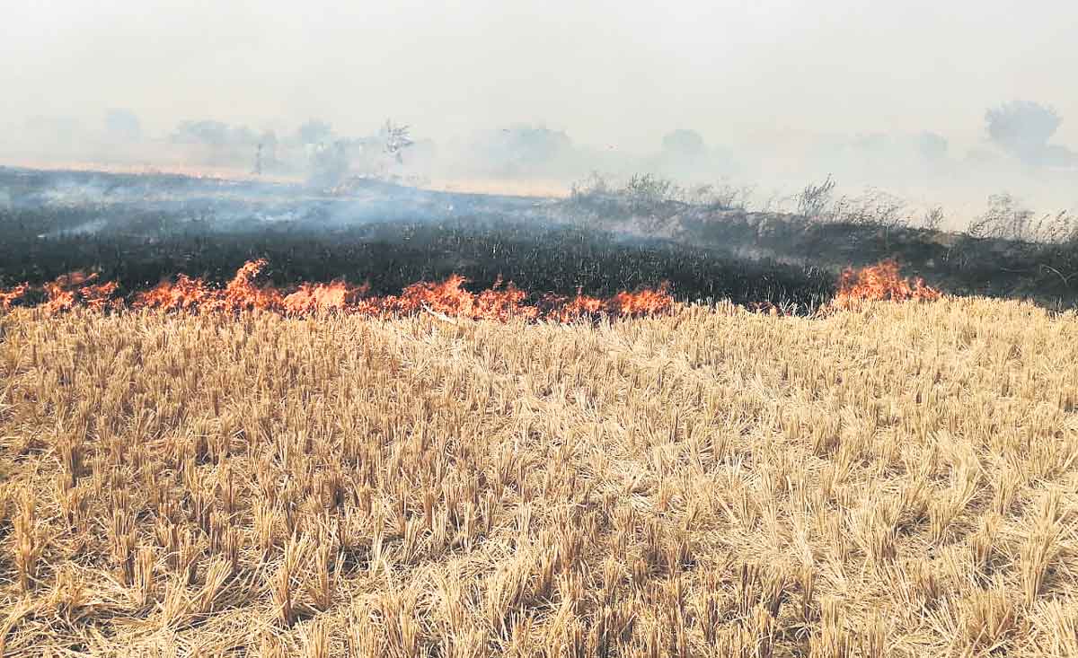 వరికొయ్యలు కాలిస్తే ముప్పే..