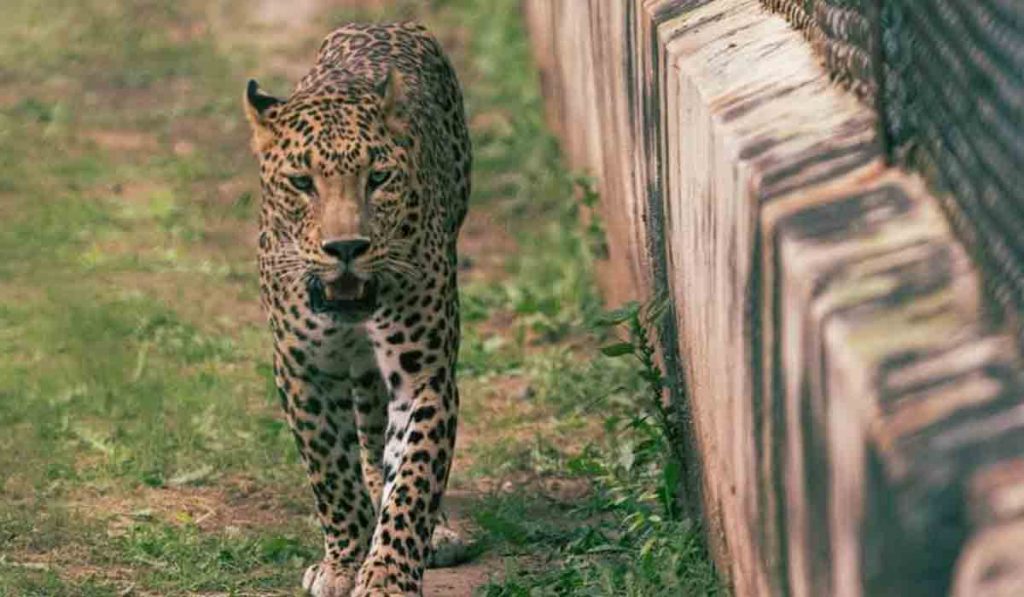 Leopard Attack