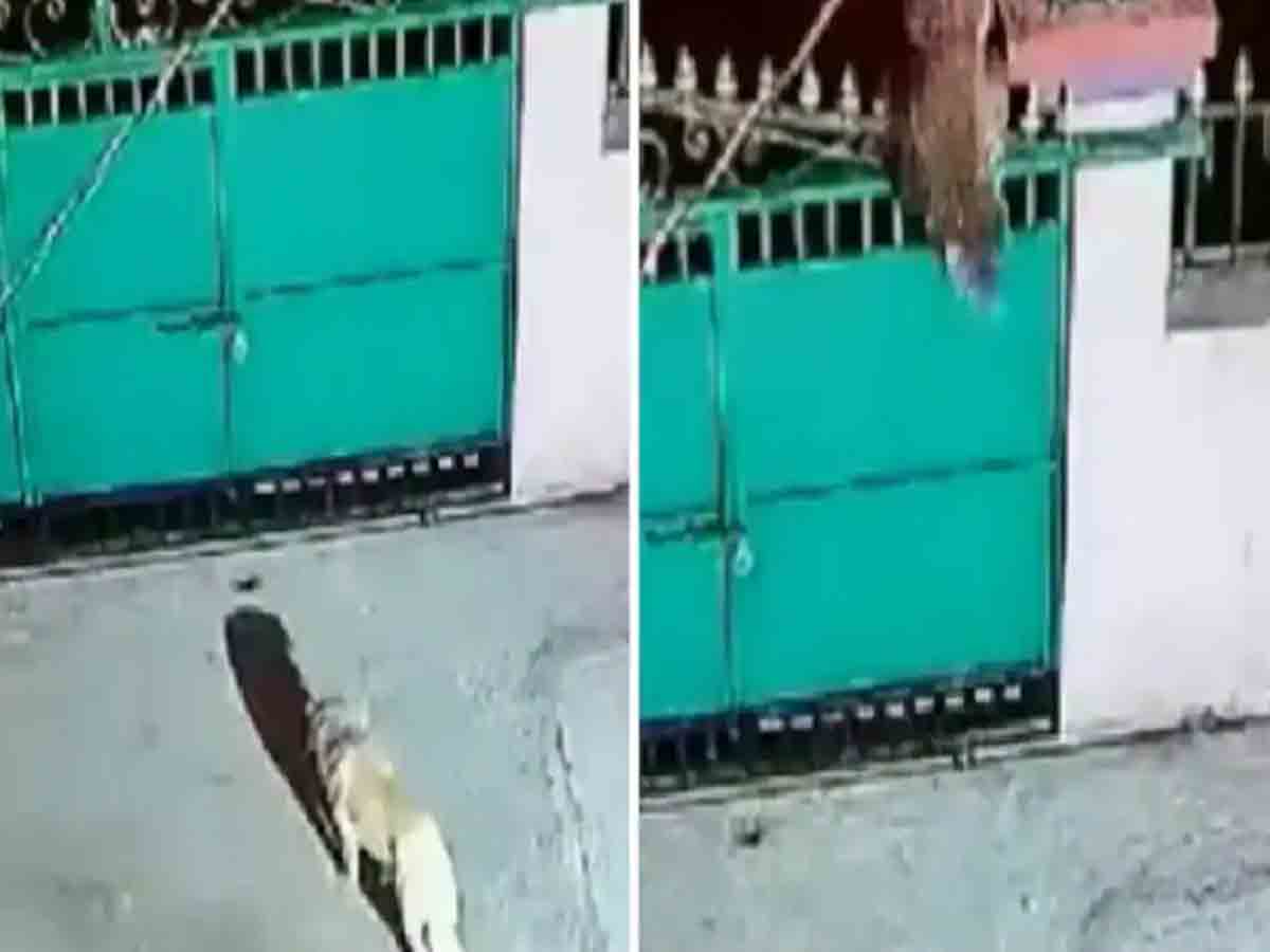 shocking video: గేట్‌ దూకి ఇంటి ఆవరణలోకి వచ్చిన చిరుత.. తర్వాత ఏమైందంటే?