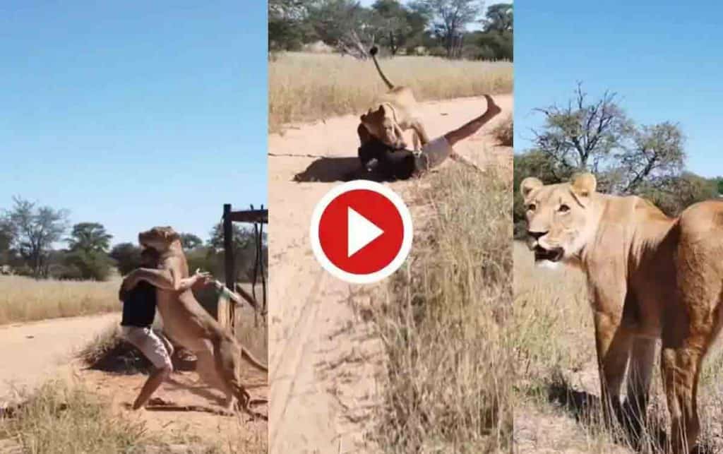 lioness jumps on man in botswana in southern africa video goes viral