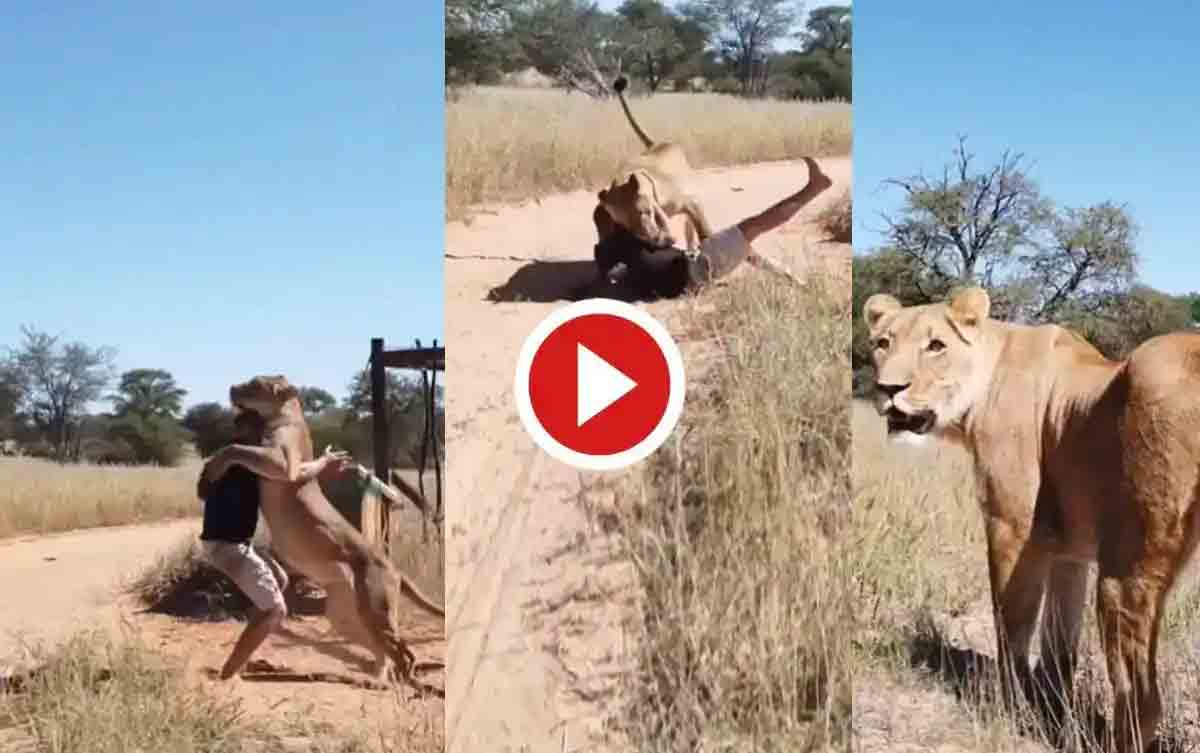 Lioness Jumps on Man | ఎన్‌క్లోజ‌ర్ గేట్ తెర‌వ‌గానే ఓ వ్య‌క్తి మీదికి దూకిన సింహం.. ఆ త‌ర్వాత ఏం జ‌రిగిందంటే?