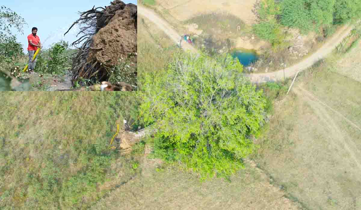 ప్రాణ‌వాయువునిచ్చే చెట్టుకే జీవ‌గంజి పోశాడు..70 ఏళ్ల మ‌ర్రిచెట్టును ఎలా బ‌తికించాడంటే?