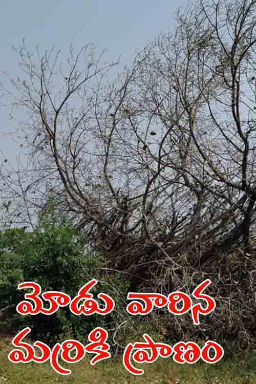 మోడు వారిన మర్రికి ప్రాణం