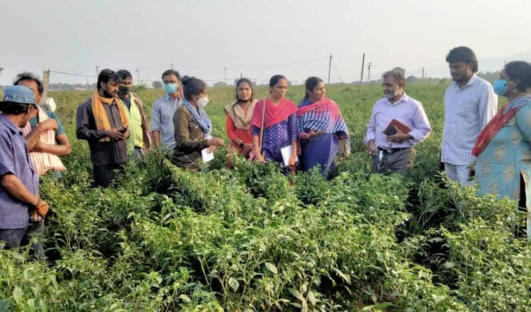Agriculture | మిరప తోటలను పరిశీలించిన శాస్త్రవేత్తల బృందం..