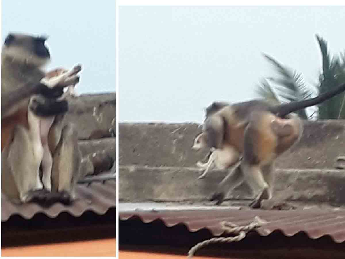 Monkeys Kill Dogs | 250 కుక్క‌ల‌ను వేటాడి మ‌రీ చంపేసిన కోతులు.. కార‌ణం ఏంటో తెలుసా?