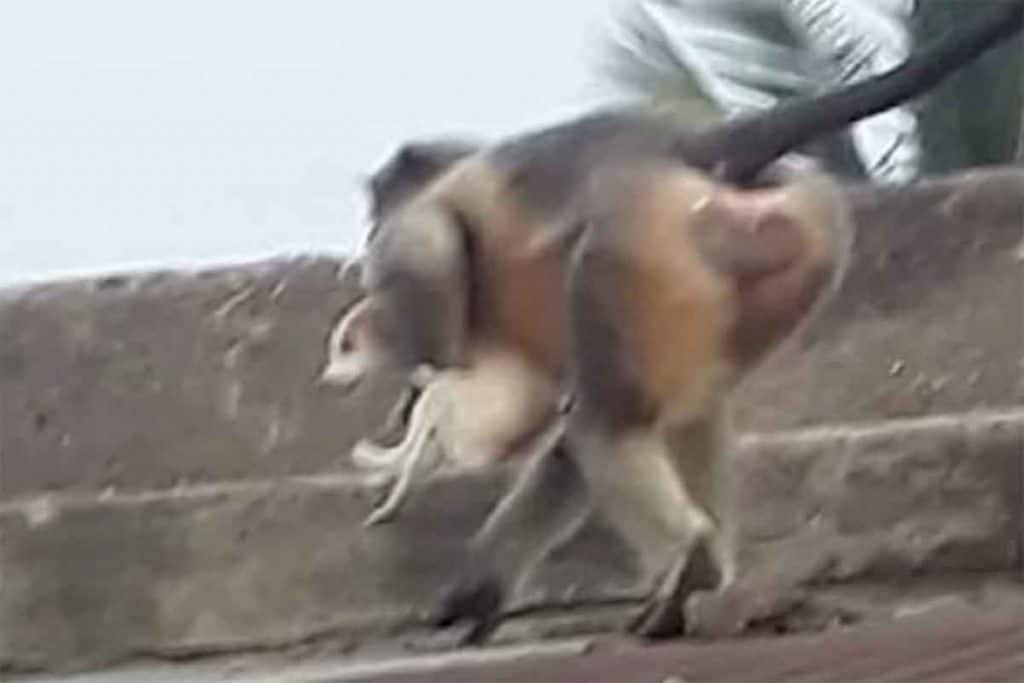 memes on monkeys kill 250 dogs in maharashtra beed viral