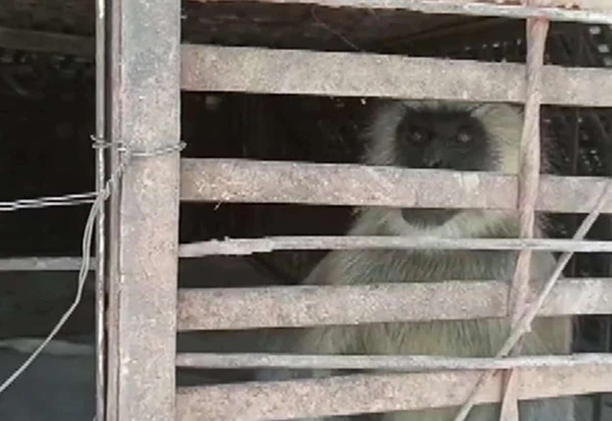 పగతో రగులుతున్న కోతుల పట్టివేత