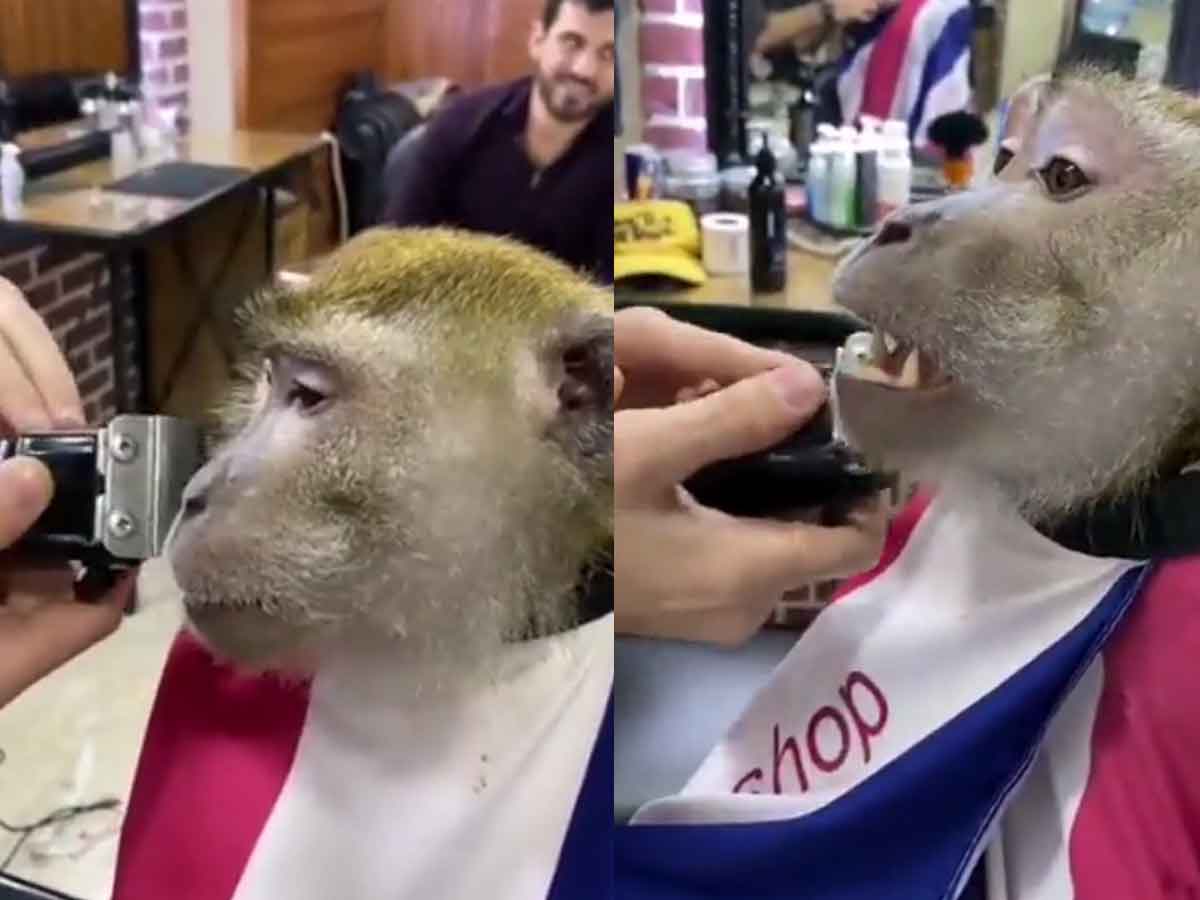 సెలూన్‌కు వెళ్లి గ‌డ్డం గీయించుకున్న కోతి.. షాకైన క‌స్ట‌మ‌ర్లు.. వైర‌ల్ వీడియో