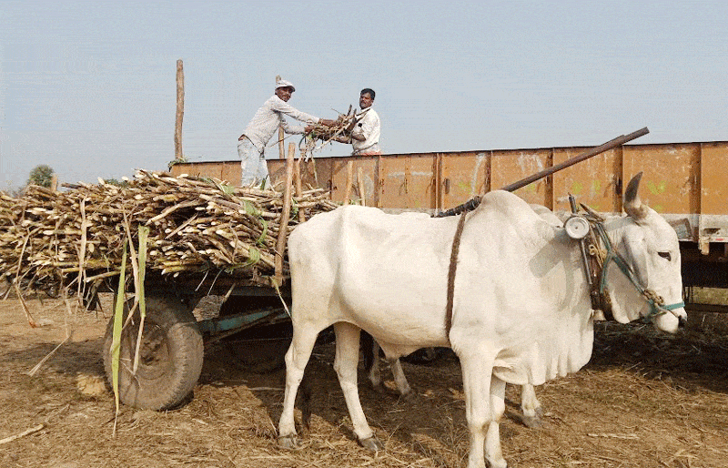 జోరుగా చెరుకు కోతలు