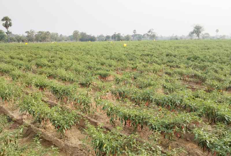 మిర్చి సాగుతో..