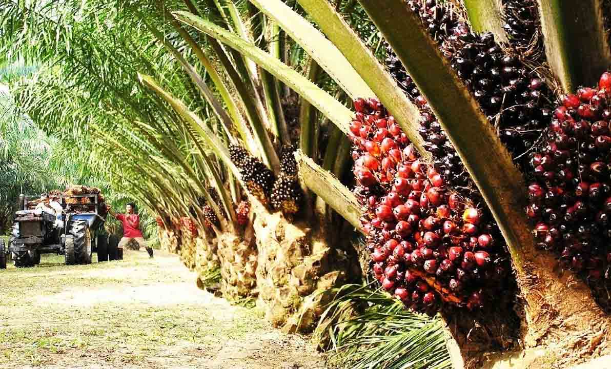 ఆయిల్‌పామ్‌ గెలల ధర ఖరారు