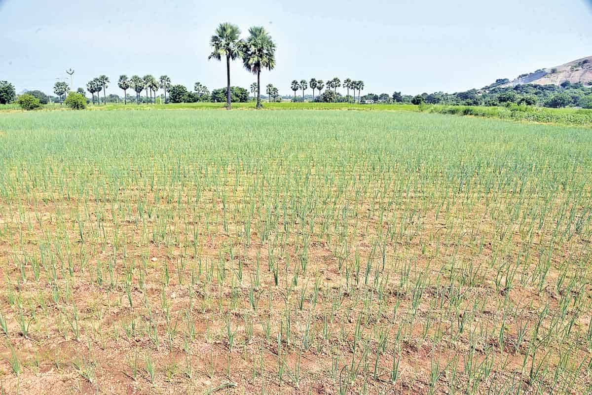 ఊరిపేరే..ఉల్లి దామెర