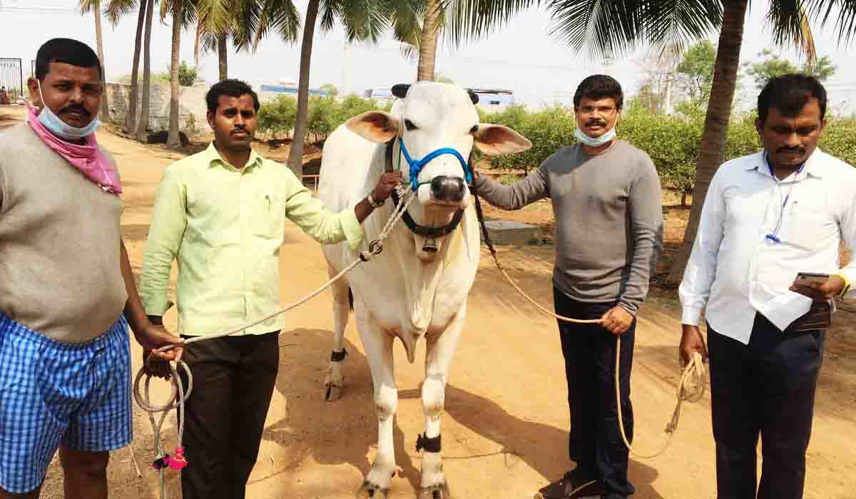 అఖండ సినిమాలో న‌టించిన ఎడ్లు మ‌న‌ చౌటుప్ప‌ల్ రైతువే..అవ‌కాశం ఎలా వ‌చ్చిందంటే?