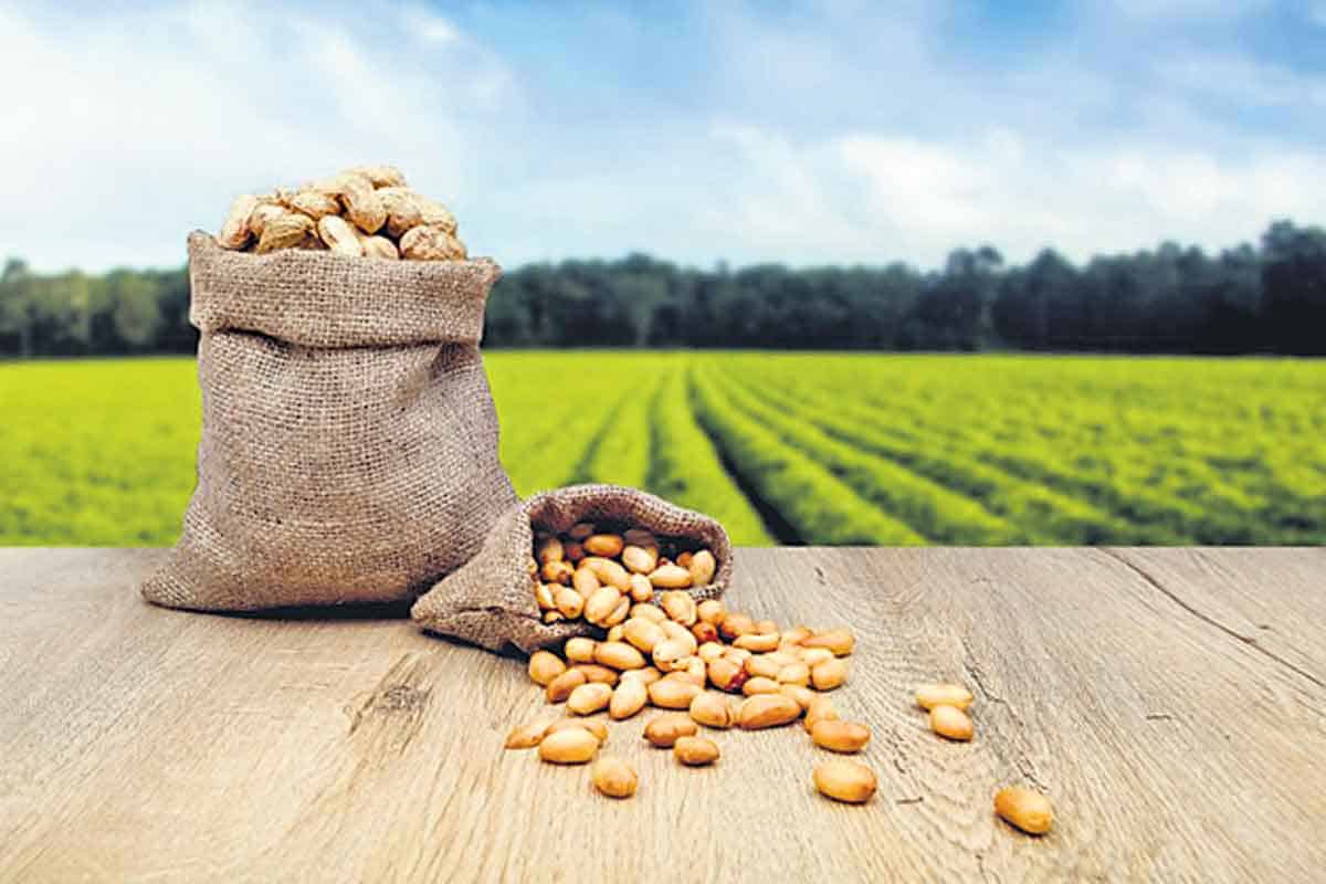 వేరుశెనగ రక్షణ ఇలా..!