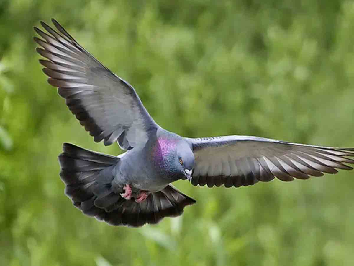 కాళ్లకు పరికరంతో పావురాలు.. పోలీసులు అలెర్ట్‌