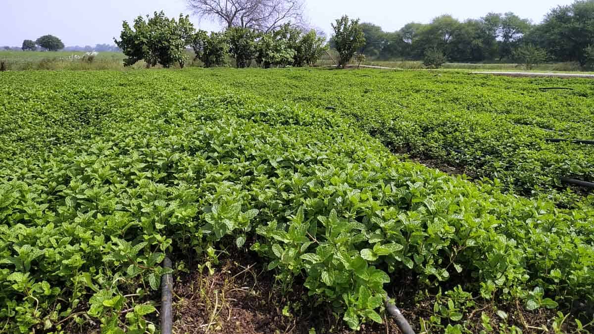 వరిని ముట్టుకోరు!