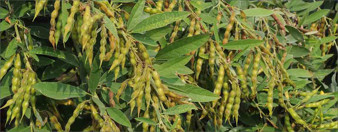 పెరిగిన నూనె, పప్పు గింజల సాగు