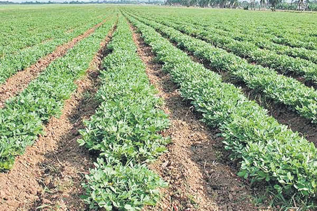 తగ్గిన వరి.. పెరిగిన పల్లి