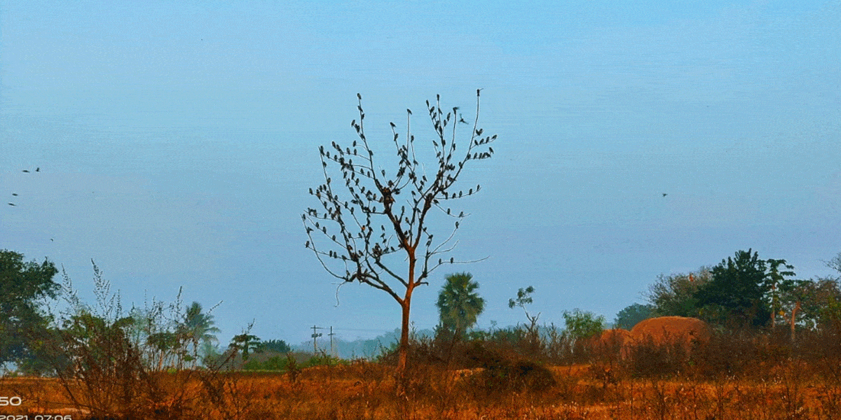 Siddipet : వావ్‌..ఎండిన చెట్టు చిగురించిందా..!