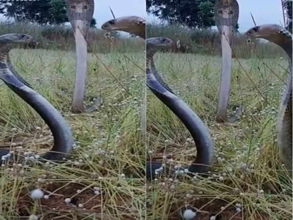 three cobras gazing at one another video viral