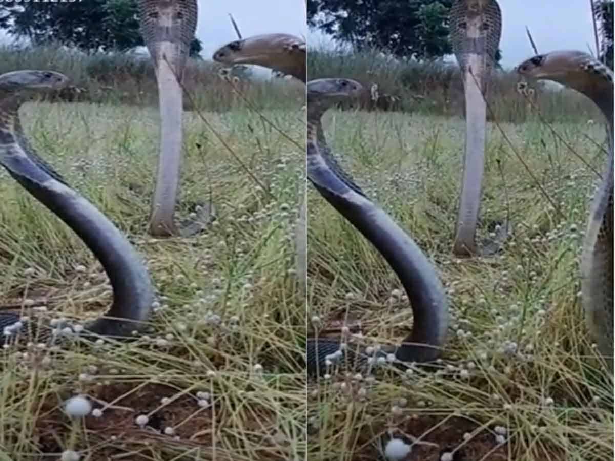 Viral Video | మూడు కోబ్రాలు ఒక చోటుకు చేరి వింత చేష్టలు.. ఆశ్చర్యపోతున్న నెటిజన్లు