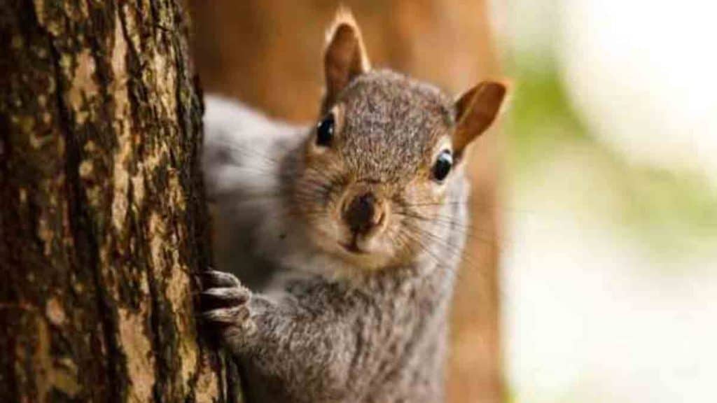 squirrel in wales in uk bites 18 people in two days