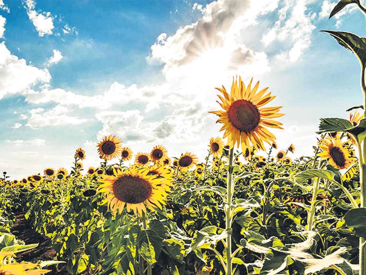 ఆరుతడి.. రైతుకు రాబడి