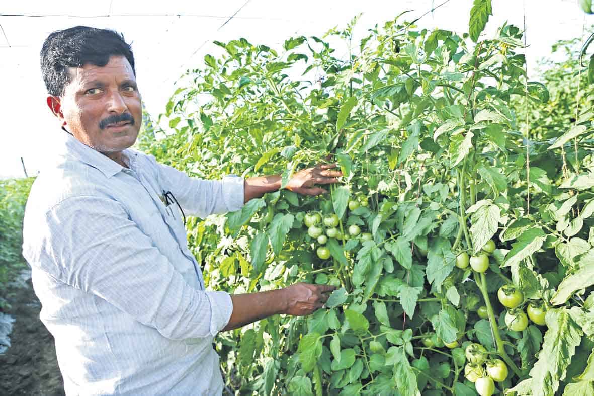 20 ఎకరాల్లో టమాట