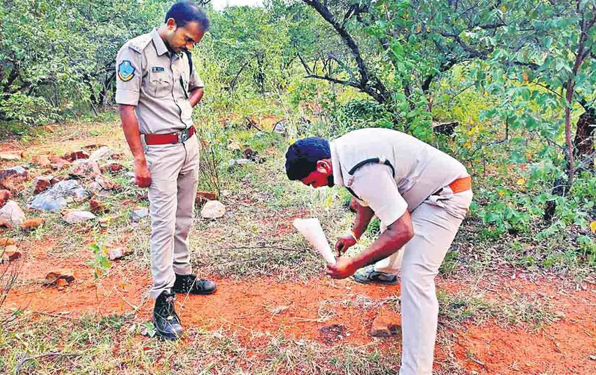 రాష్ట్రంలో పెరిగిన పులుల సంఖ్య!