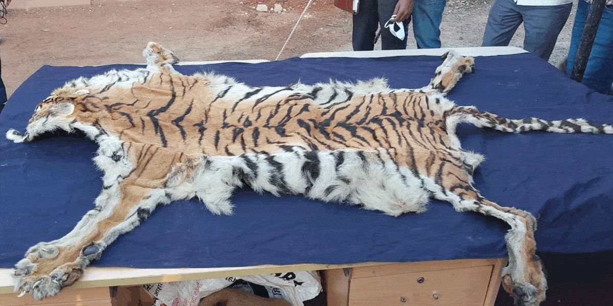 ములుగు జిల్లాలో పులిచర్మం స్వాధీనం..ఐదుగురు అరెస్ట్‌