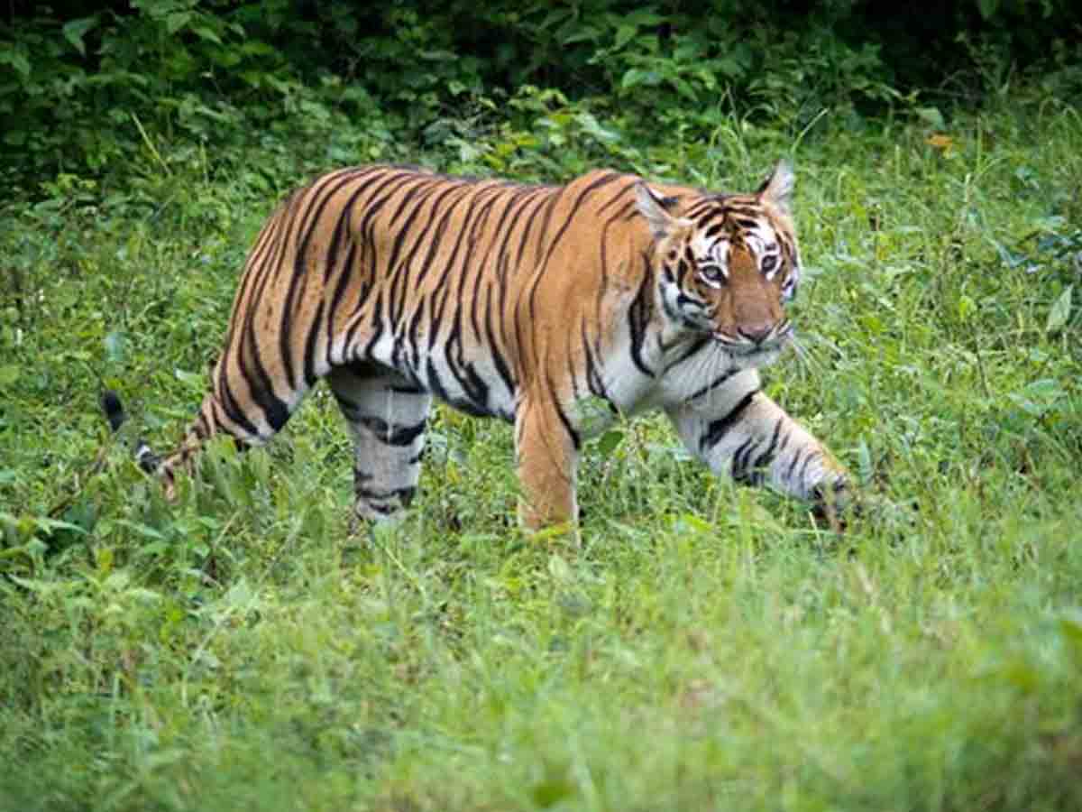 Tiger attack | జయశంకర్‌ జిల్లాలో బర్రెల మందపై పులి దాడి..భయాందోళనలో గ్రామస్తులు