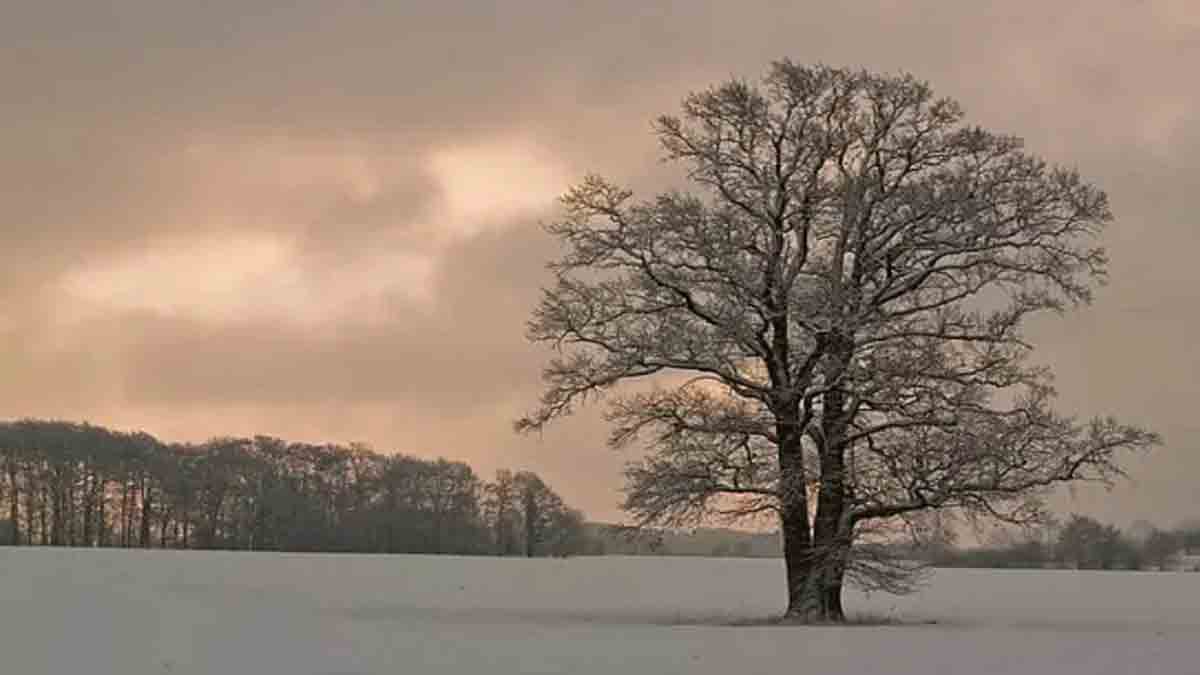 World’s Oldest Trees | ఈ చెట్ల వ‌య‌సు ఎంతో తెలిస్తే షాక్ అవ్వాల్సిందే? ఇవి ఎక్క‌డ ఉన్నాయో తెలుసా?