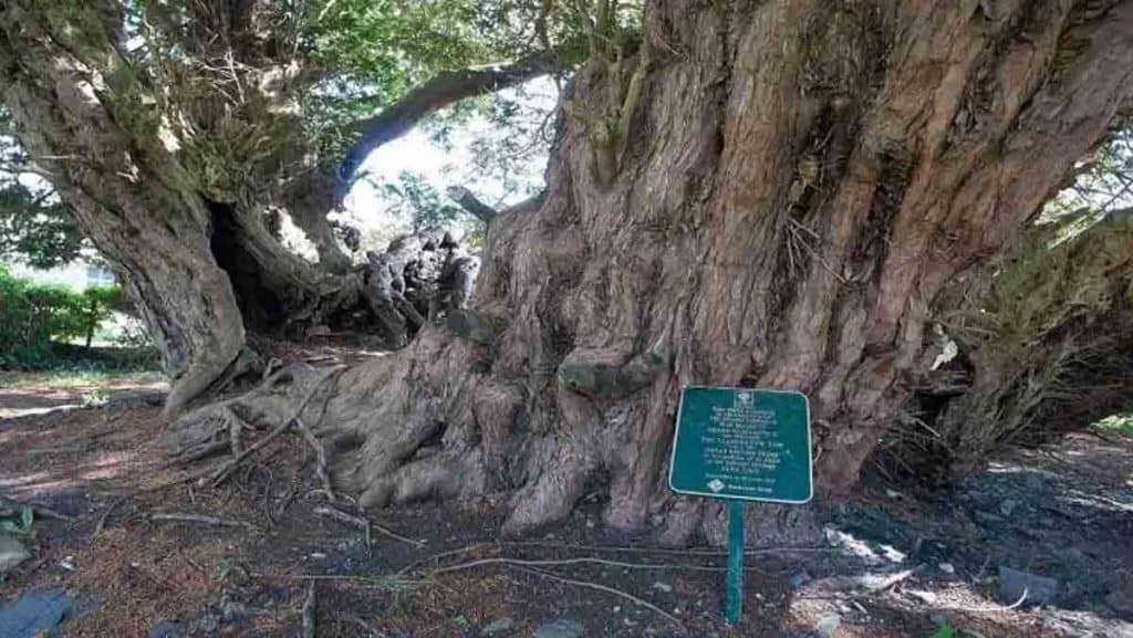 do you know these oldest trees of the world