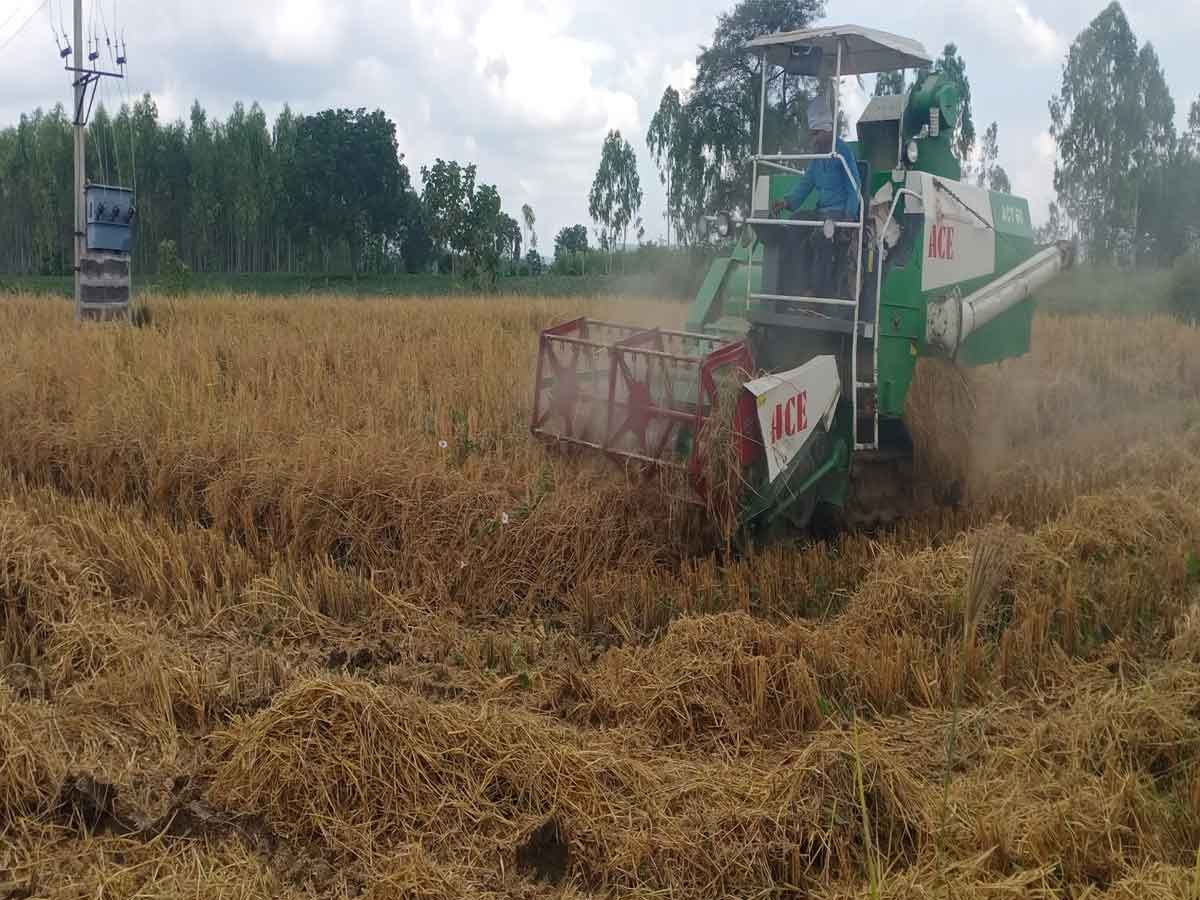 రైతుల భయాన్ని సొమ్ము చేసుకుంటున్న దళారులు, వరికోత యంత్రాల యజమానులు..