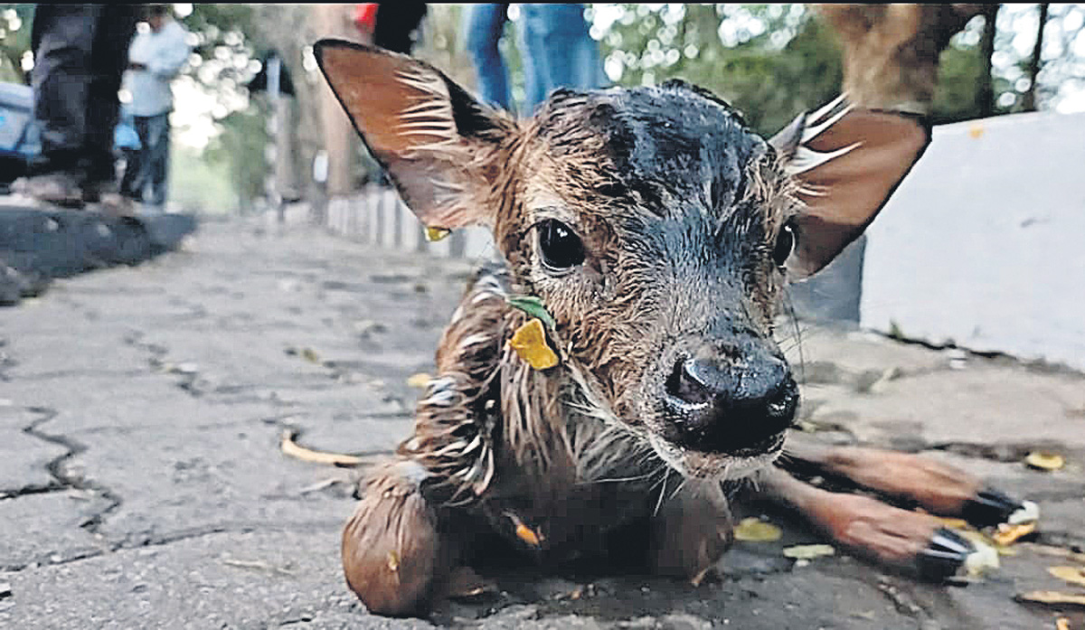 చనిపోతూ.. బిడ్డకు జన్మనిచ్చిన జింక
