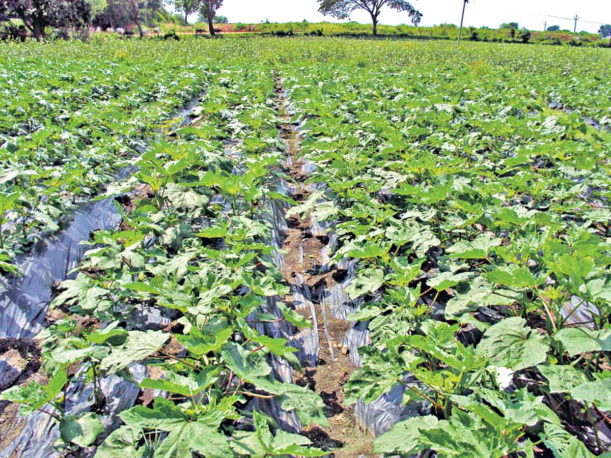 అభివృద్ధికి ఊతం మల్చింగ్‌ విధానం