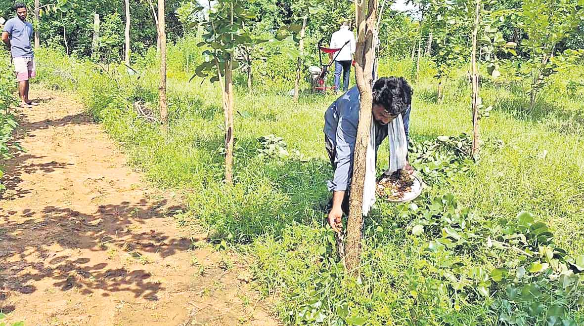 సాగుచేస్తే చంధనమే