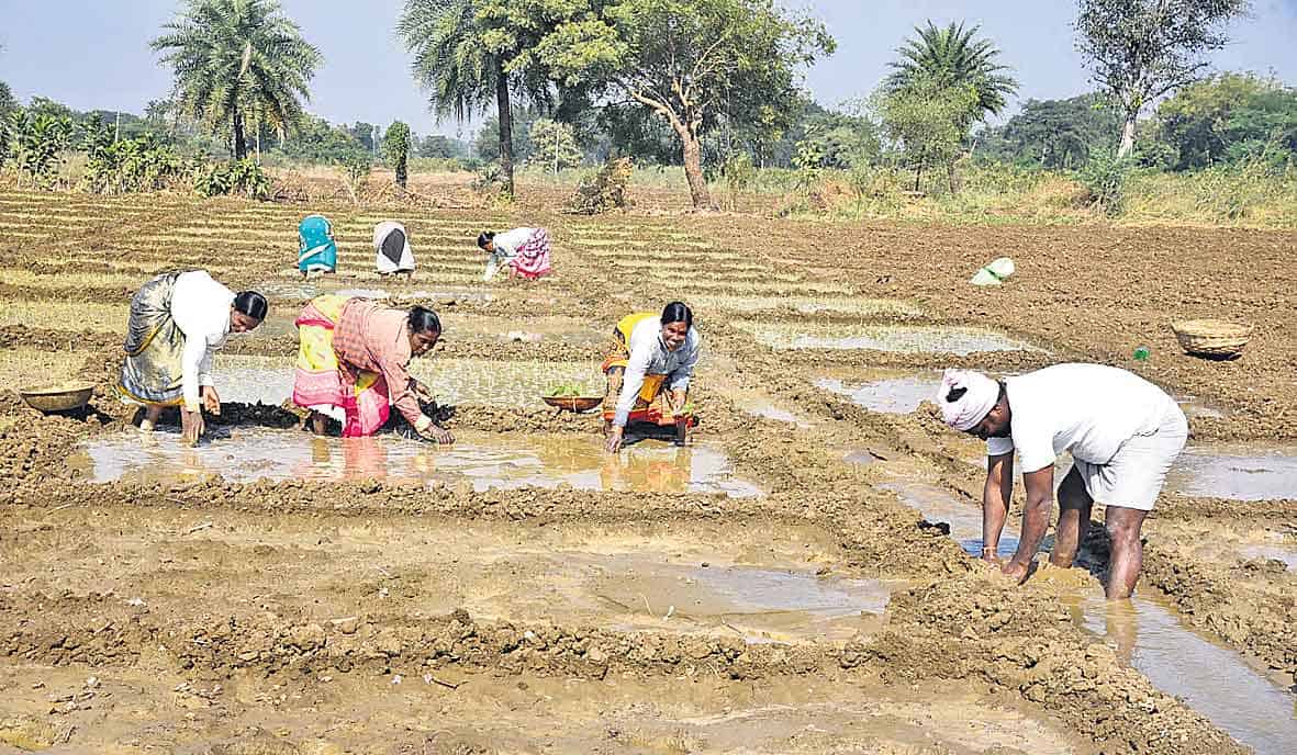 696 ఎకరాల్లోనే వరి