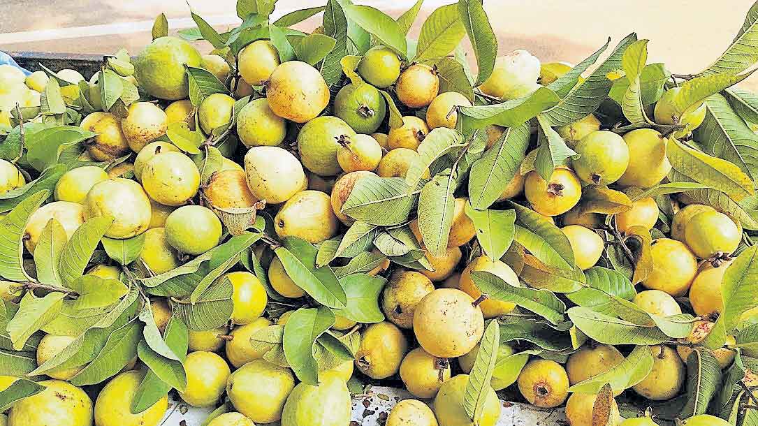 జామ్‌జామగా..