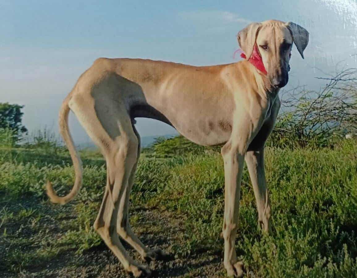 Dog missing | స‌లాం రాఖీభాయ్‌..కుక్క మిస్సింగ్‌ కేసు సుఖాంతం