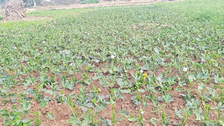 ‘ఆరుతడి’తో లాభాలు