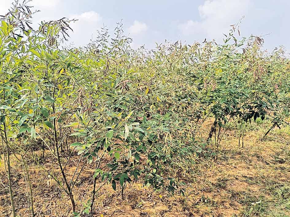 కందిపై రైతన్న ఆశలు