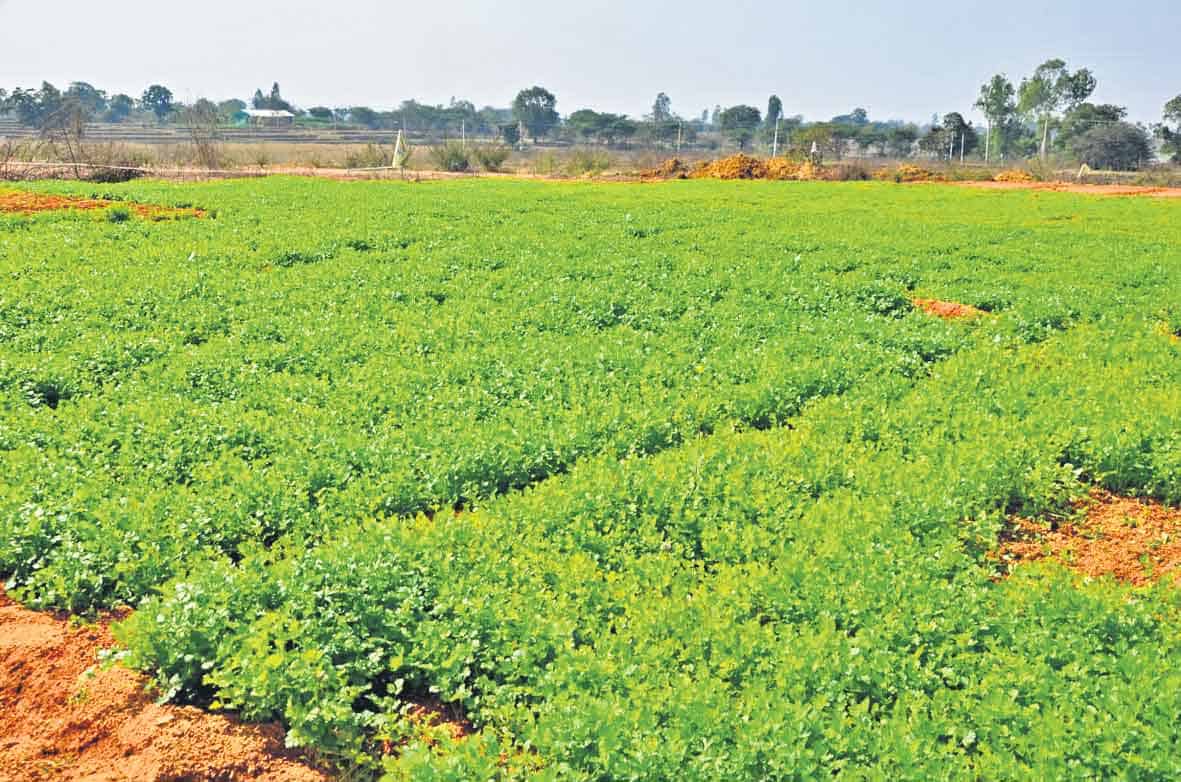 ఒక్క మడి.. వేలల్లో ఆదాయం