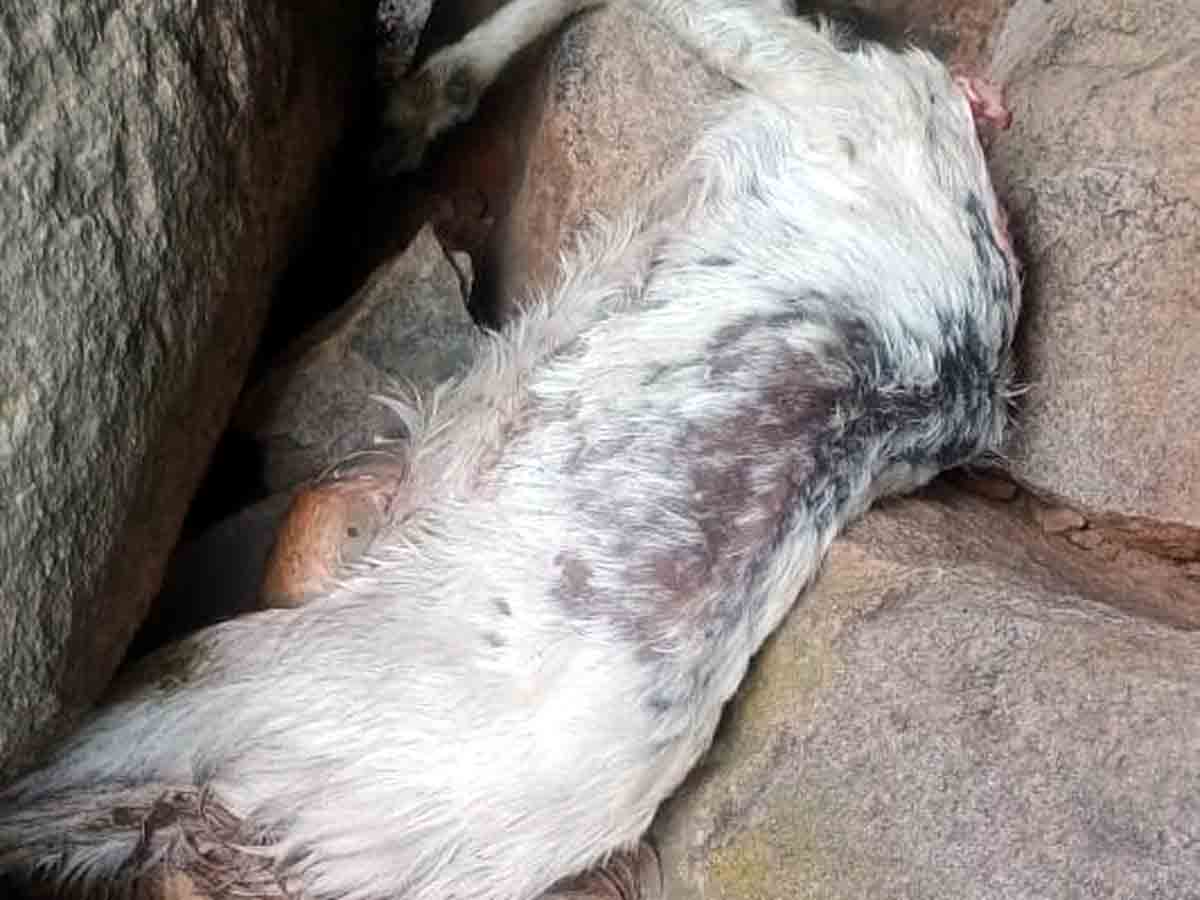 Crime : నానక్‌నగర్‌లో చిరుత కలకలం.. మేకల మందపై దాడి