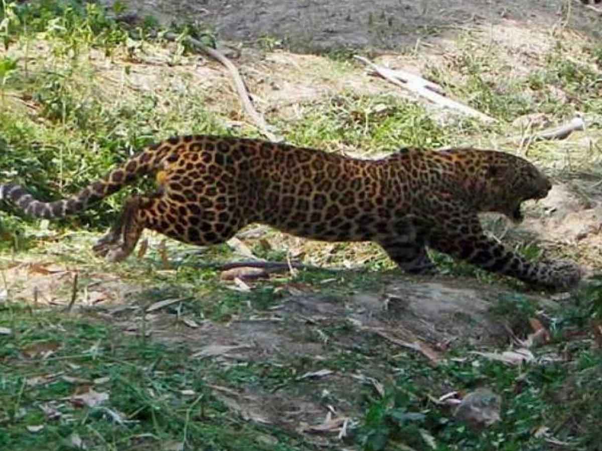 చిరుత దాడి నుంచి తప్పించుకున్న భక్తుడు..