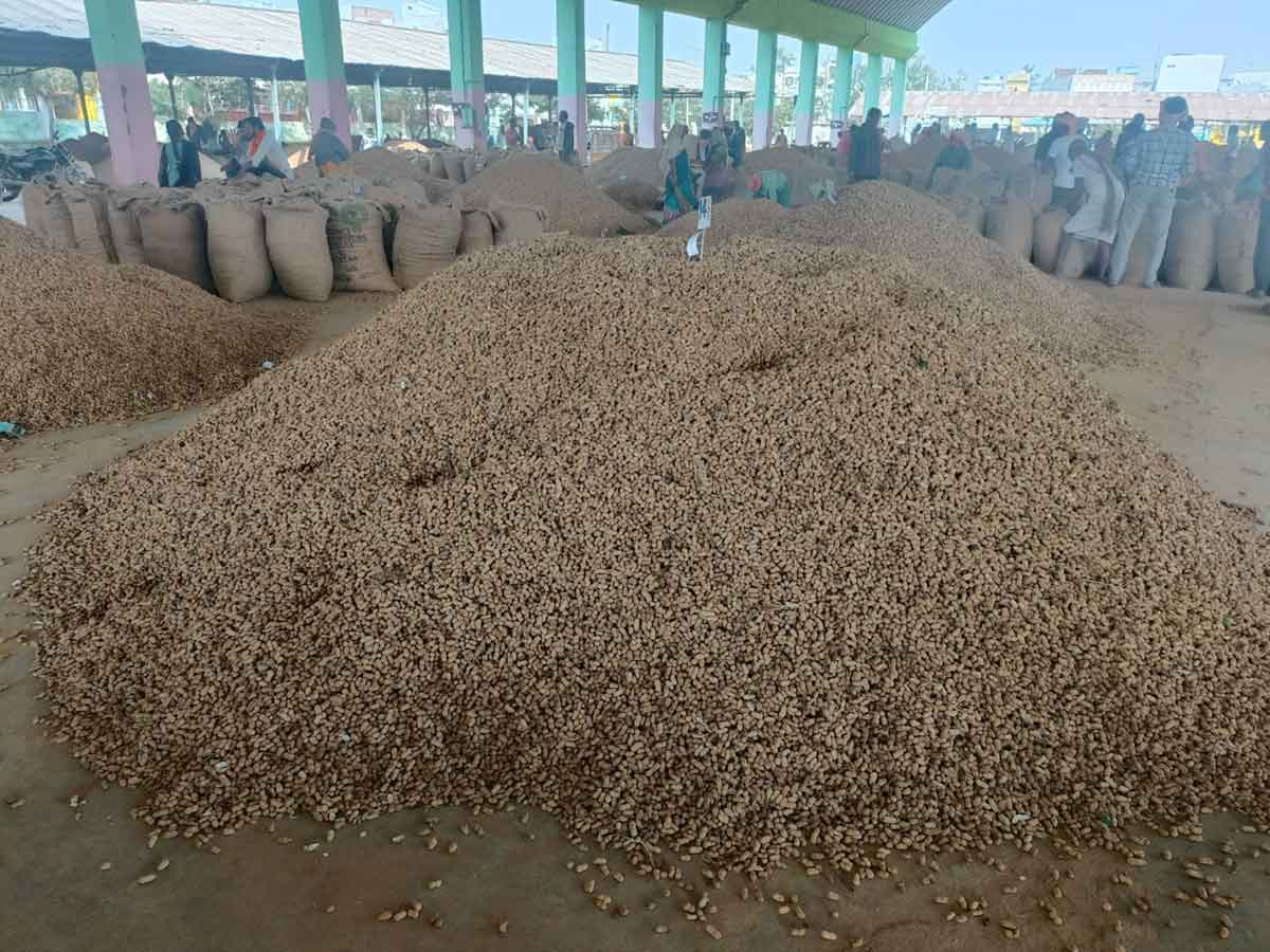 వేరుశనగ క్వింటా @ రూ.6,863