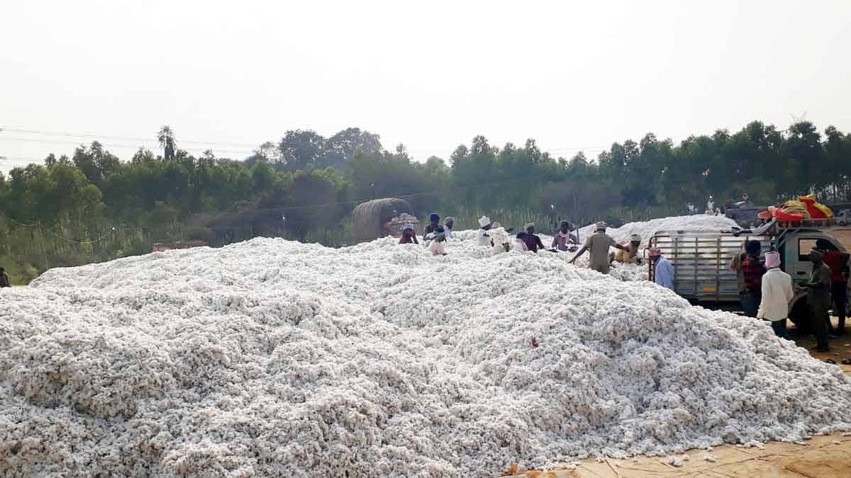 రికార్డు స్థాయిలో పత్తి ధర