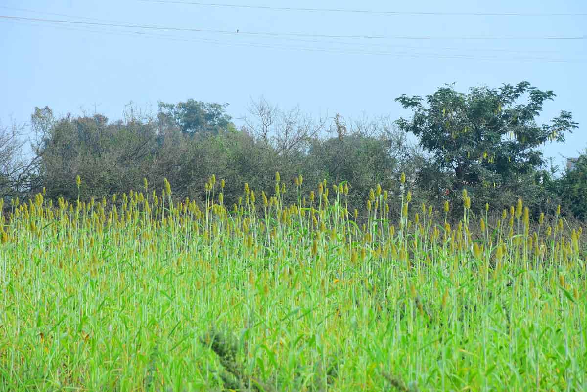 వరి వీడి..ఆరుతడి